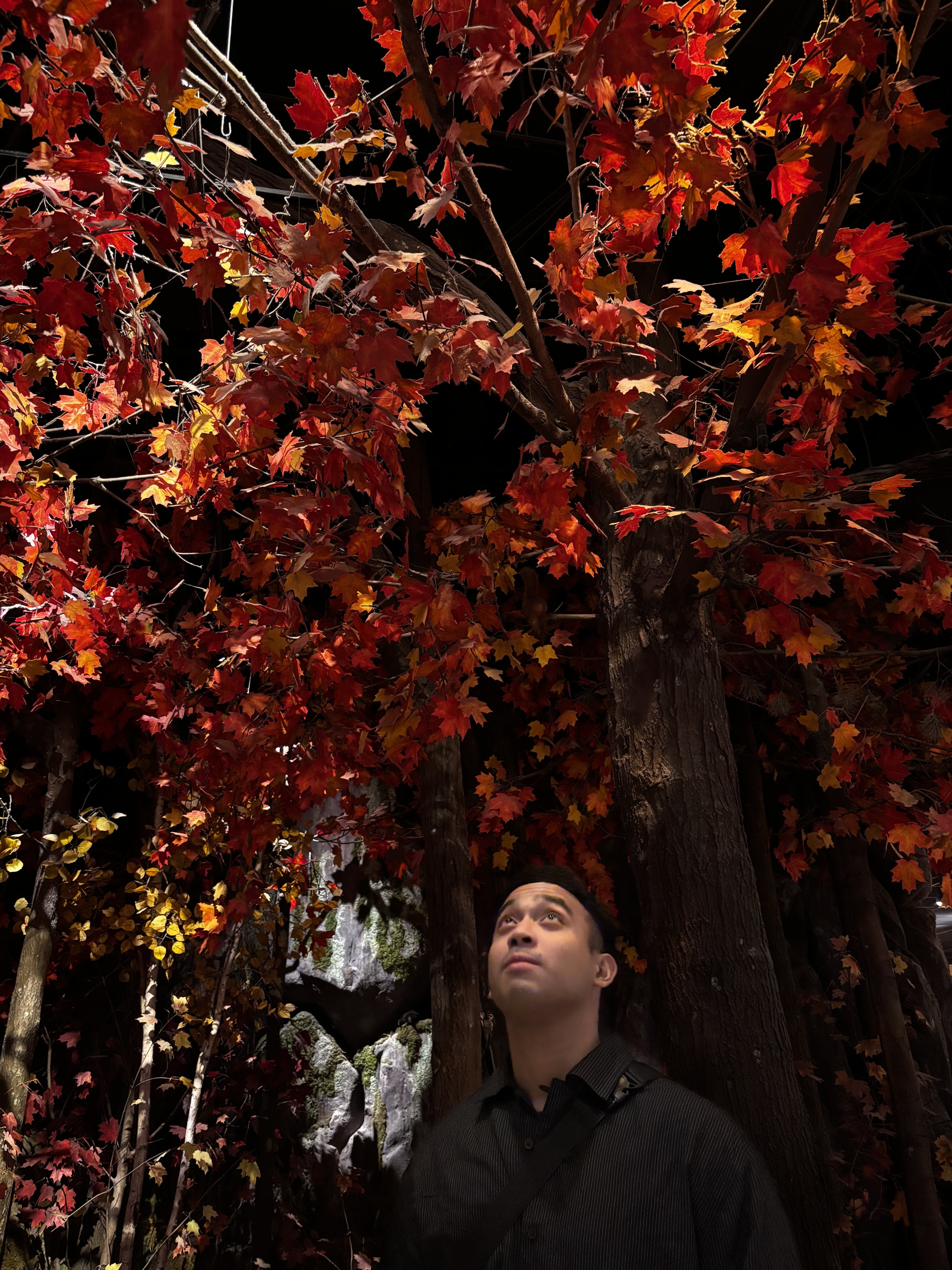 Software Developer Portrait